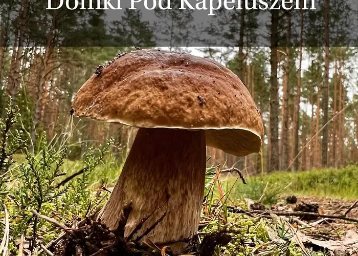 Pod Kapeluszem Nad Jeziorem Patulskim,sauna , Opcja Balii,kuligi,stok Koszalkowo Casa vacanze Pierszczewo